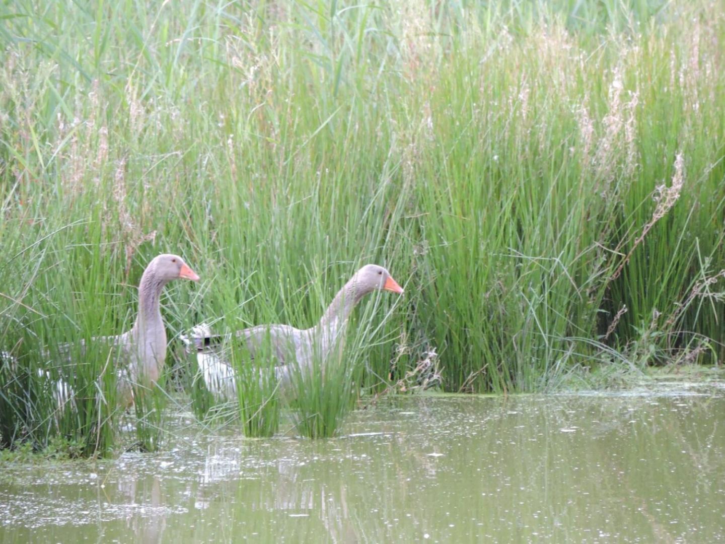 Espace Nature Studio Independant Proche Du Parc Des Oiseaux Sainte-Olive Екстер'єр фото