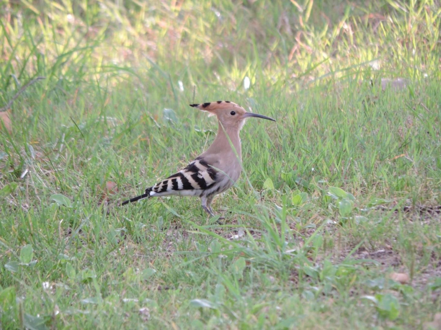 Espace Nature Studio Independant Proche Du Parc Des Oiseaux Sainte-Olive Екстер'єр фото